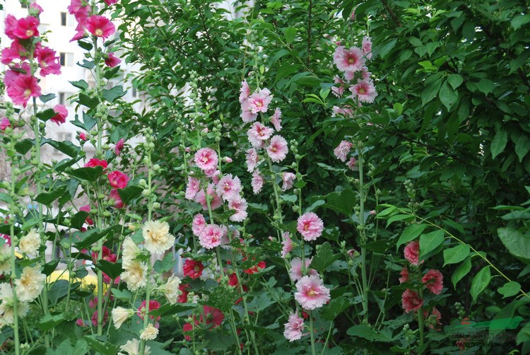 蜀葵 别名:一丈红,熟季花,戎葵,吴葵,炮仗花,胡葵,斗蓬花