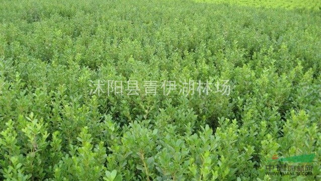迎夏,十大功劳