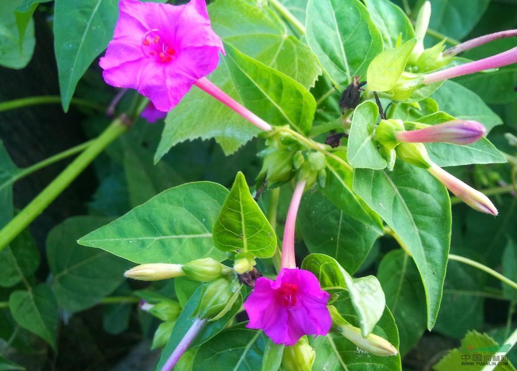 紫茉莉,紫茉莉种子 别名 粉豆花,夜饭花,状元花,夜来香