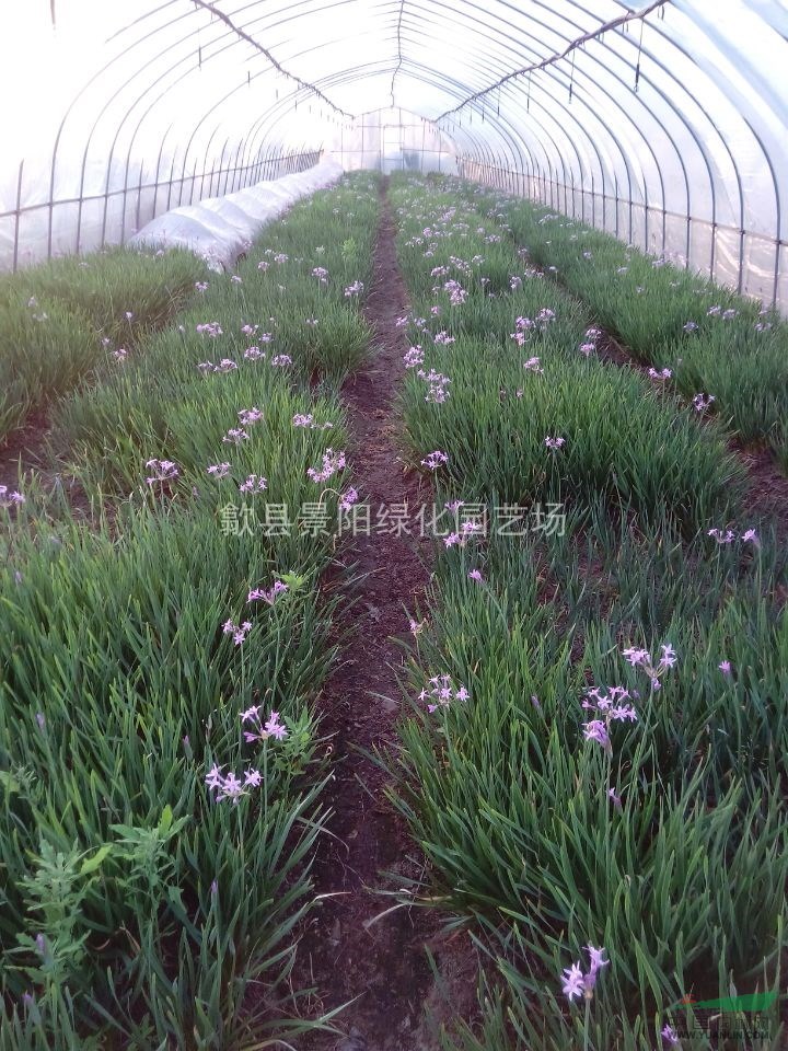 紫娇花 别名:紫娇花,洋韭,洋韭菜