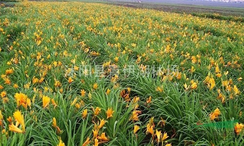 合欢,栾树,银杏