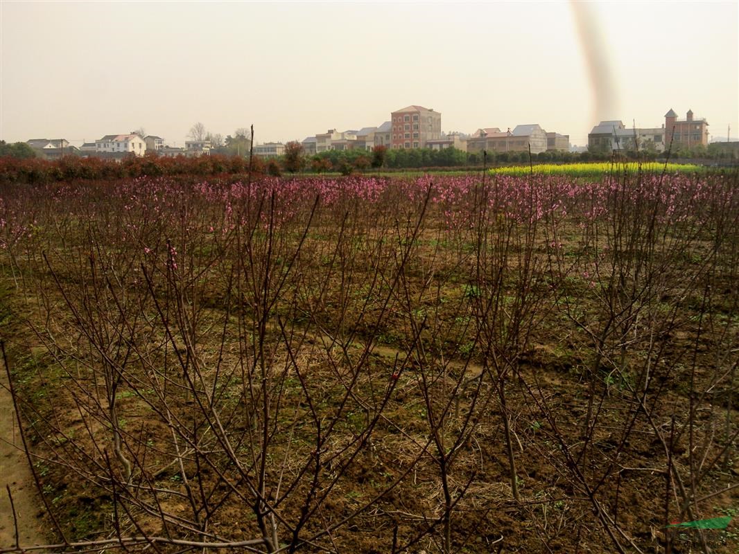 花木基地图片