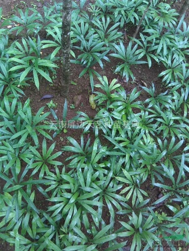 红河铁树