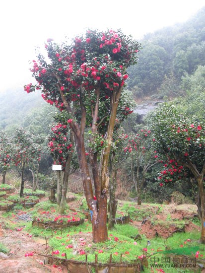 浙江嫁接茶花介绍