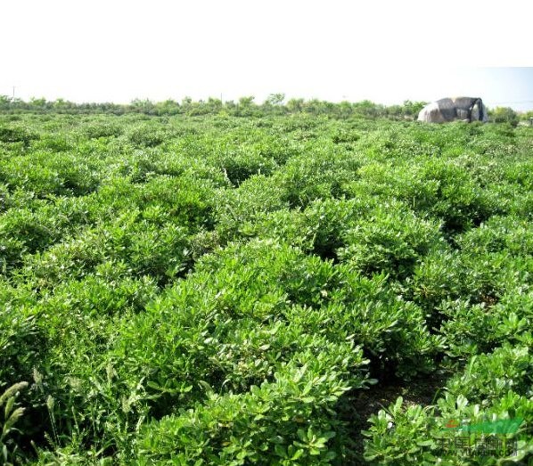 江苏海桐球信息江苏沭阳大航绿化苗木基地 位于中国花木之乡的江苏省百家名镇沭阳县颜集镇。本基地常年供应各种绿化苗木:1、雪松,龙柏球;蜀桧,蜀桧球;北京桧,洒金柏,日本花柏,河南桧,铺地柏,沙地柏,侧柏 2、白腊,紫薇,紫荆,国槐,刺槐,黄金槐,合欢,红叶李,樱花,黄金槐,龙爪槐;银杏,栾树,高杆女贞,木槿,广玉兰,紫白黄玉兰,二乔玉兰,西府 (垂丝)海棠,丁香。3、红叶石楠,金森女贞,小叶女贞,金边女贞;红叶小檗,金叶小檗,金叶黄杨,大小叶黄杨,品种月季,红帽黄帽等各品种月季。4、红枫,垂柳,金丝垂柳,红