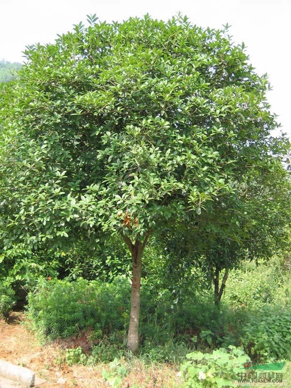 大叶女贞价格更新 大叶女贞种植基地