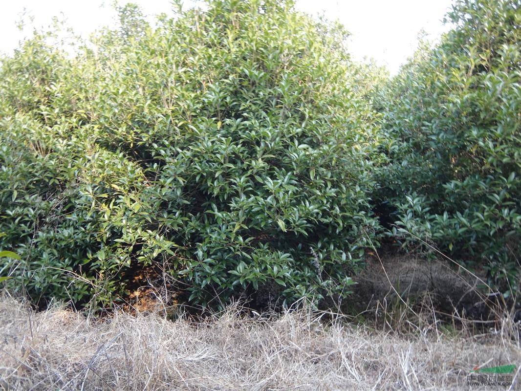 浙江开化抵本苗木经济合作社有桂花刨花楠苗木出售