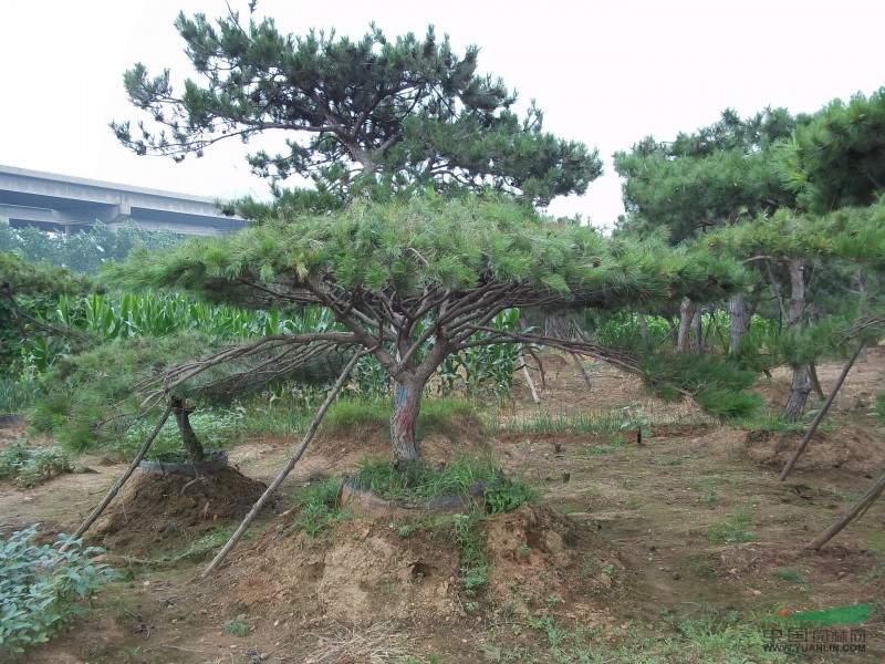 黄山雪松价格 安徽雪松基地直销