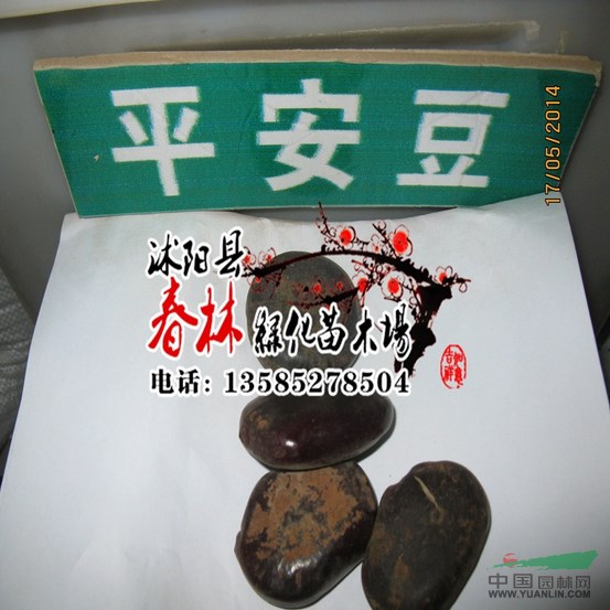 天下第一豆 平安豆种子龙豆种子罗汉豆种子九龙藤种子