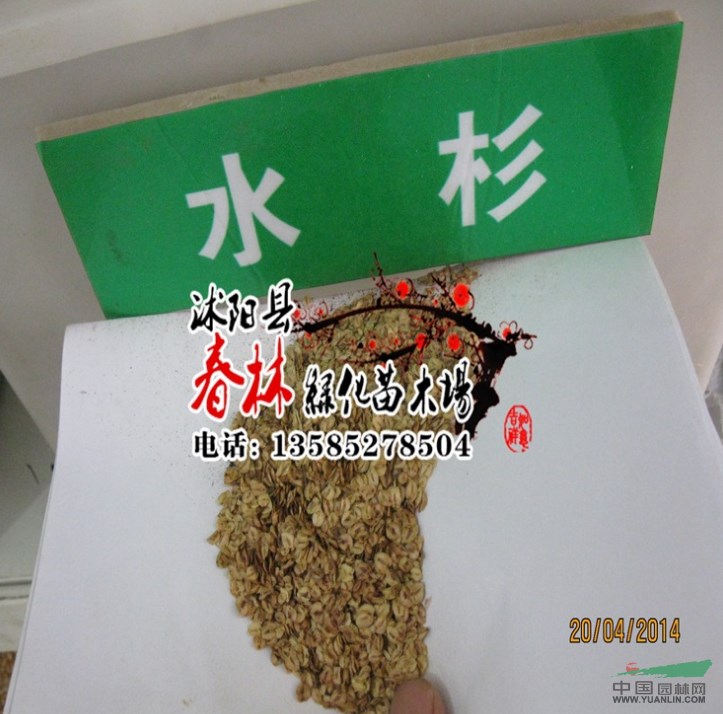 出售新采树种子 水杉种子 水杉树种子 新种子 包发芽