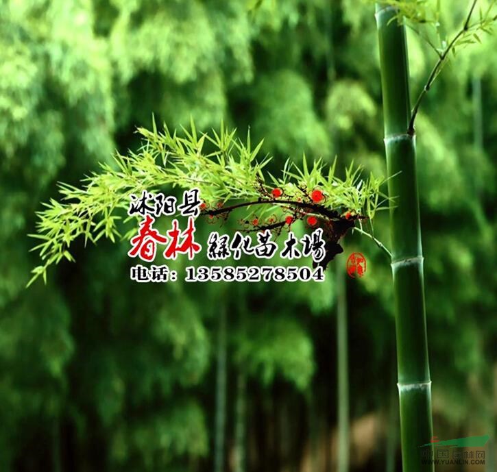 供应各种澳门龙虎斗游戏观赏竹 澳门龙虎斗游戏竹子 澳门龙虎斗游戏竹
