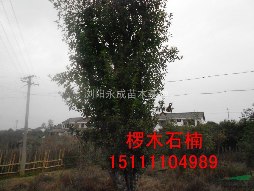 椤木石楠,椤木石楠价格,椤木石楠供应