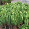 冠高1-3米花柏球价格、花柏球报价、花柏球定价、花柏球售价表