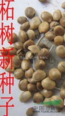 拓树种子 江西拓树种子大量供应