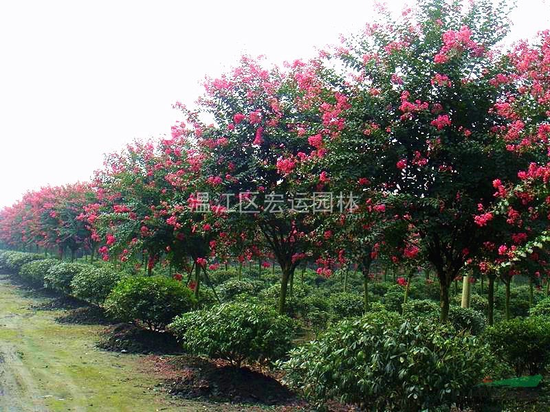 四川紫薇,成都紫薇,大红紫薇,红花紫薇,高杆紫薇.