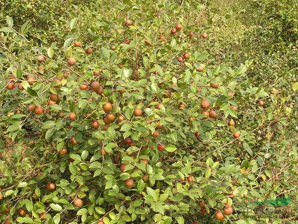 江西红花油茶介绍