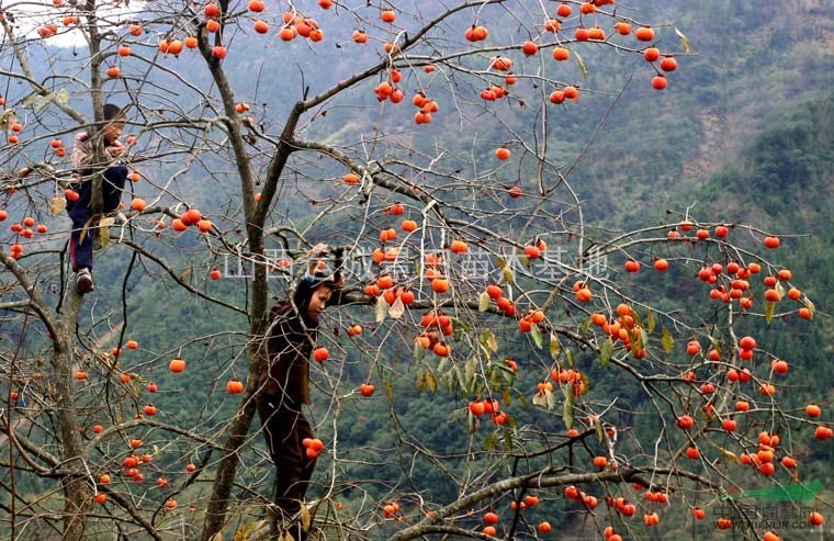 柿子树详情介绍·柿子树图片价格·山西地区供应柿子树基地