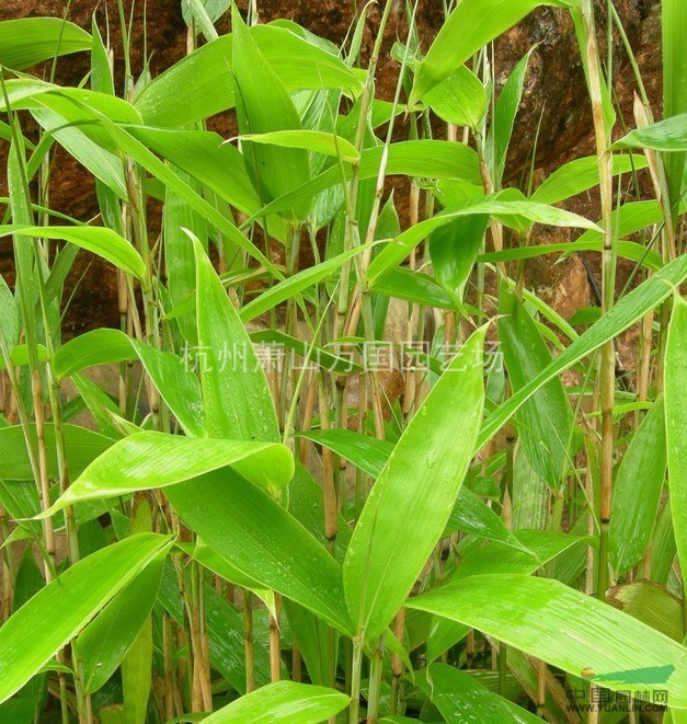 箬竹,别名米箬竹,篛叶,粽巴叶,若竹,箬叶竹,檐竹