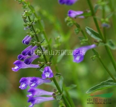 半枝莲,并头草,韩信草,赶山鞭,牙刷草