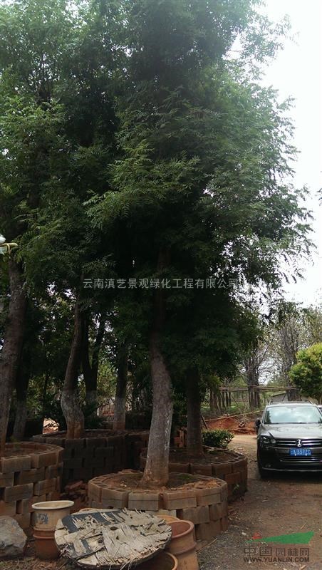 云南地区出售4-100公分黄连木新娘套装首饰珍珠图片