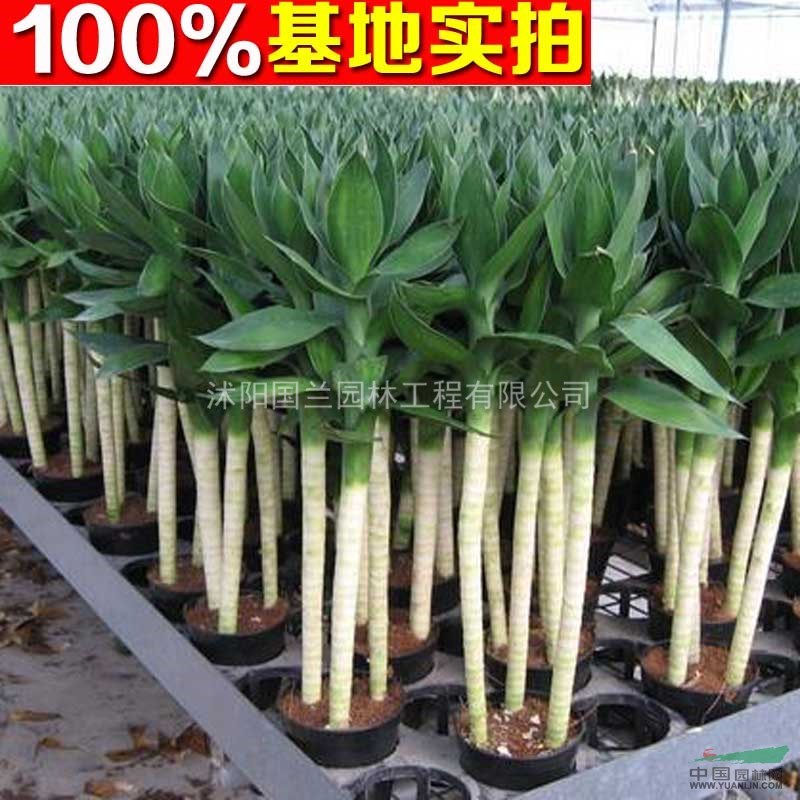 供应荷花竹,荷花竹苗,荷花竹小苗