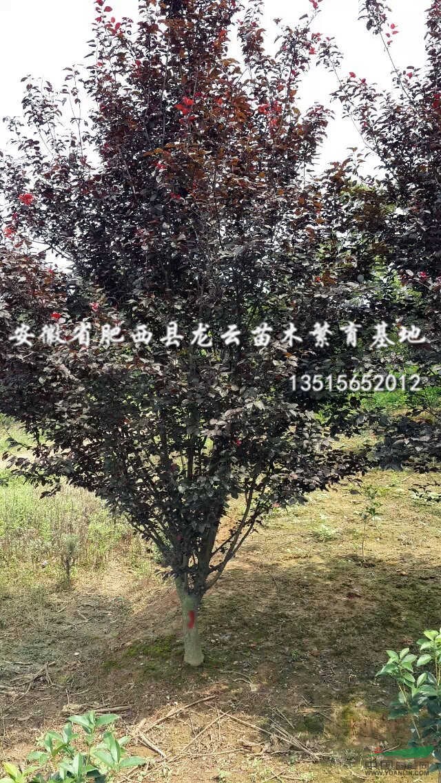 丛生红叶李 专供丛生红叶李 重庆红叶李 安徽红叶李基地图片