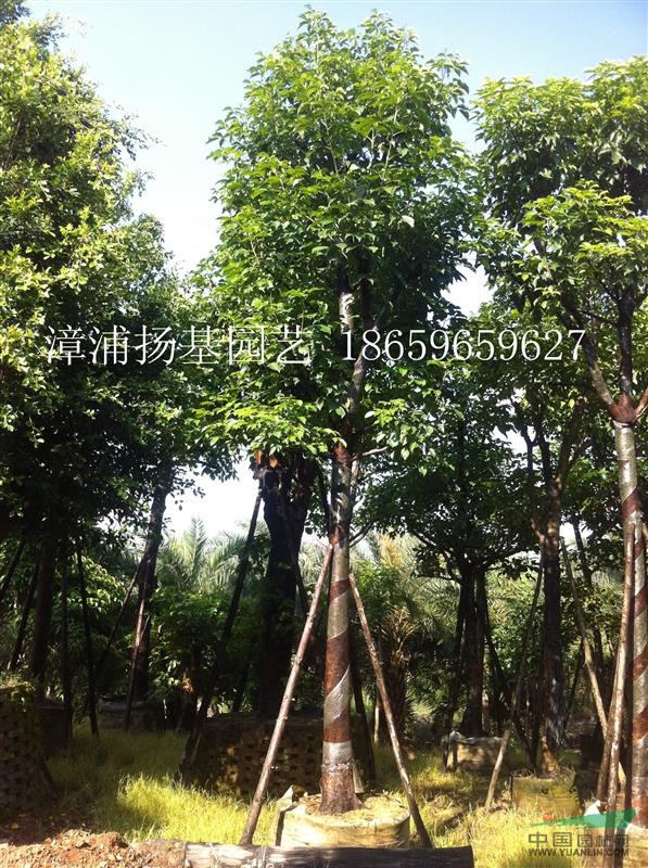 重阳木 重阳木(带骨架)福建重阳木