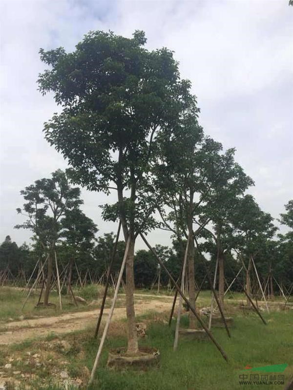 漳州地区供应秋枫