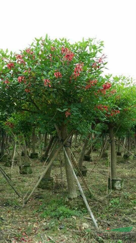 自家种植鸡冠刺桐 - 苗木供应信息 - 漳浦县沙西镇场