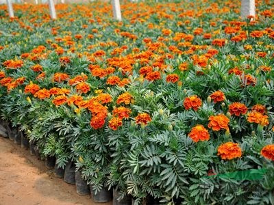 孔雀草供应/孔雀草图片