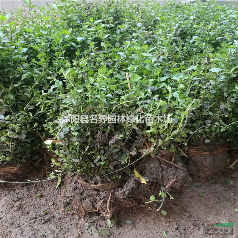 供应小叶扶芳藤