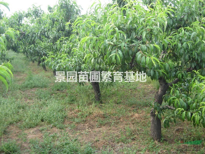 供应山西桃树,占地桃树,主杆形桃树,山西桃树价格图片
