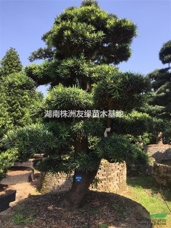 罗汉松@湖南罗汉松小苗@造型罗汉松@五年以上造型罗汉松