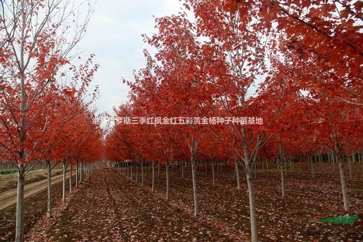 a58三季红枫-中国红枫,日本红枫,赤枫,鸡爪槭三季红红枫种