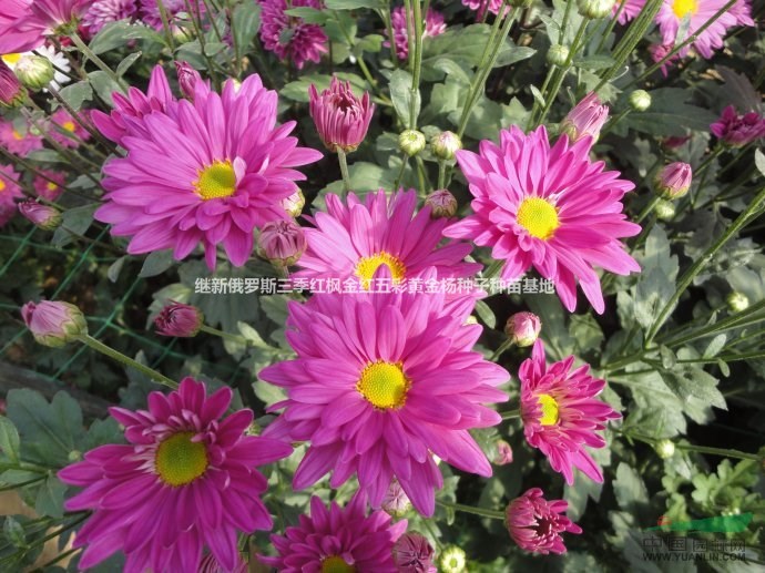 菊花基地四季红花四季开花菊花品种招财菊花招财佛菩萨菊花种苗销