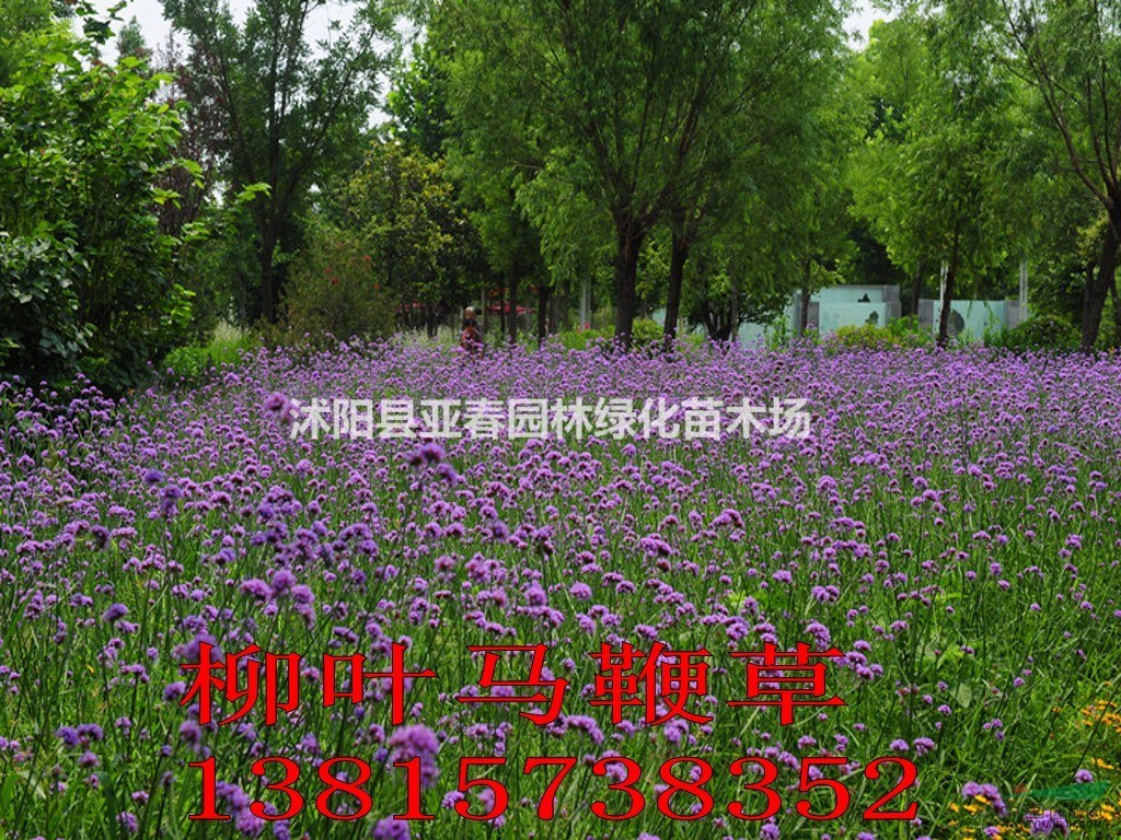 供应地被植物-柳叶马鞭草,低价出售柳叶马鞭草,又名南美马鞭草