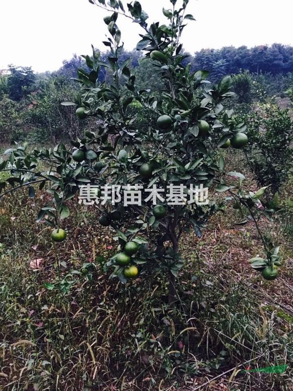 大桔子树
