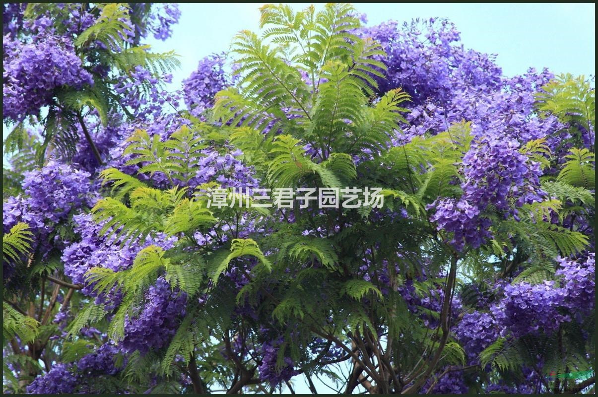 漳州蓝花楹
