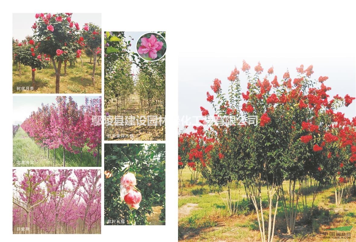 玫瑰红紫薇