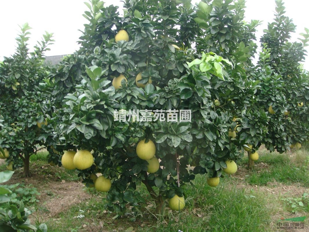 供应优良柚子新品种—早香柚