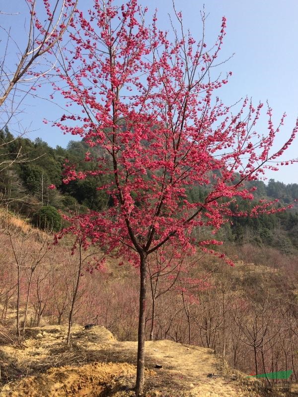 福建泉州供应福建山樱花5至7公分