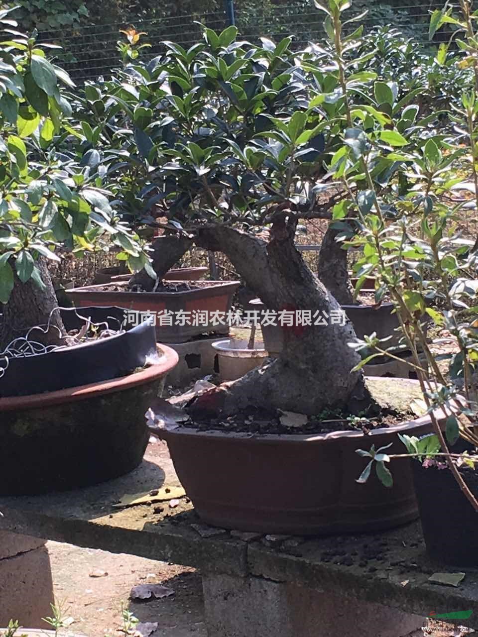 河南桂花盆景,优质桂花老桩