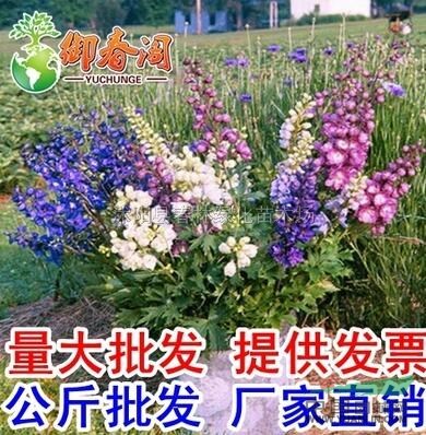 江苏大花飞燕草种子 小飞燕草 阳台庭院盆栽草本花卉
