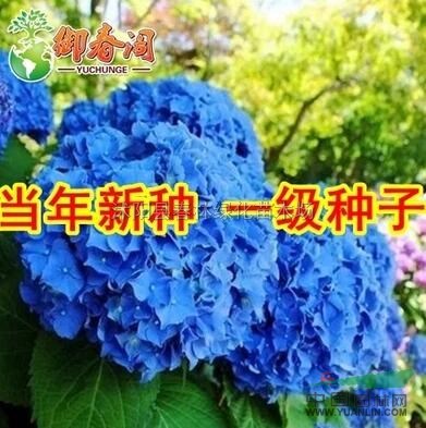 沭阳县春林绿化苗木场