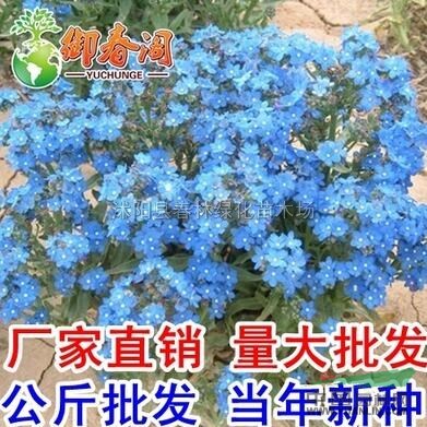 观赏花卉种子 南非牛舌草种子 蓝色花种 阳台种植盆栽