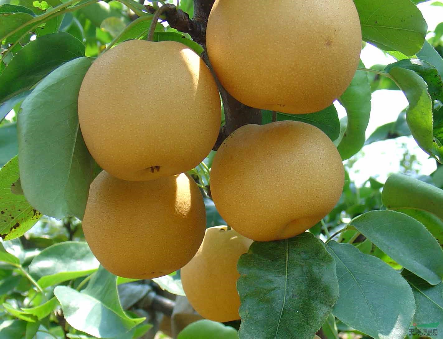 쿼˹繩Ӧ_ֲ_ر۵_̩