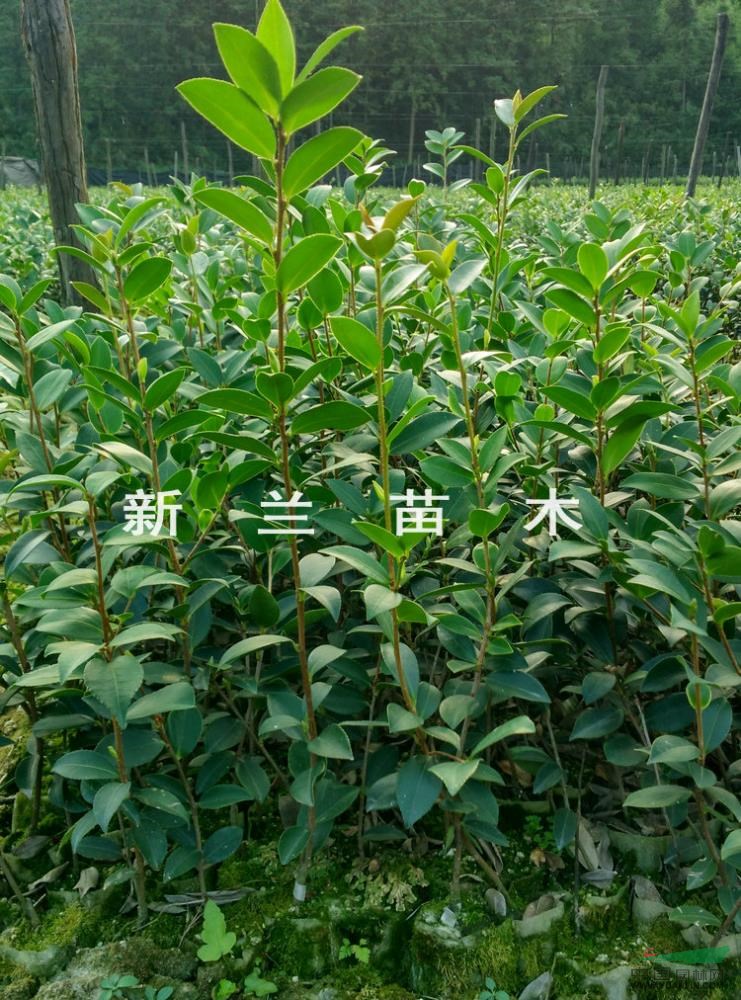 二年生油茶轻基质袋苗