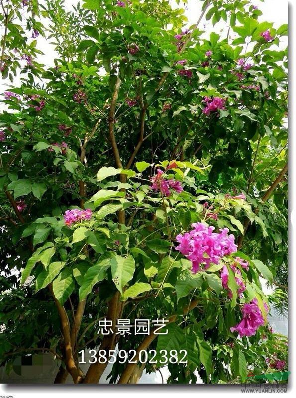 供应红花风铃木(紫花风铃木)