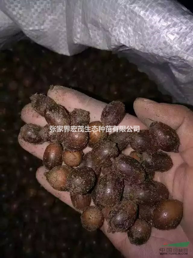 红椆供应红椆种子,红椆木,血椆,椆木百万发娱乐描述