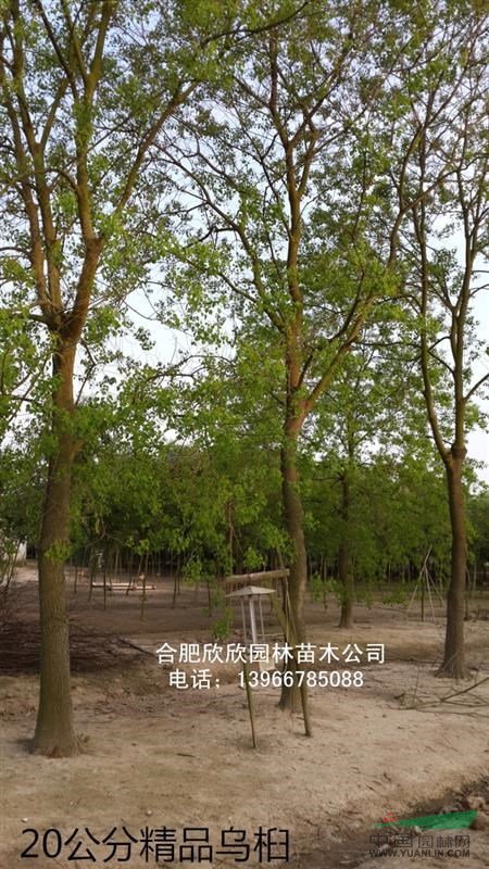 安徽供应20-30公分乌桕,榔榆,朴树,黄连木,皂角
